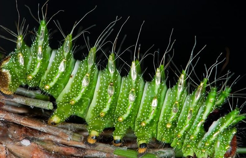 Actias dubernardi drugelio lerva